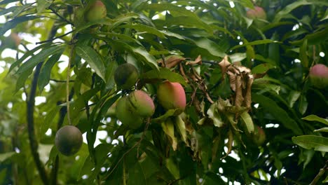 Red-mango-in-a-bunch-hanging-at-height-in-tree,-closeup-around-leaves