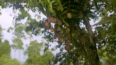 Red-mango-in-a-bunch-hanging-at-height-in-tree