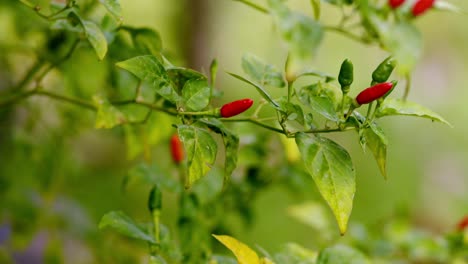 Small-red-and-green-chili-pepper-together-on-tree,-closeup