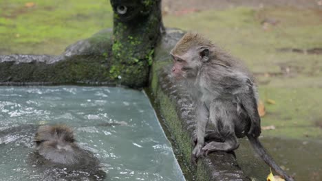Macaque-animal-contemplates-joining-monkey-tribe,-wet-fun,-slow-motion