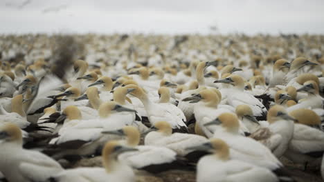 Cape-Gannets-colony-in-their-natural-habitat-on-a-protected-island-marine-reserve-in-Algoa-Bay,-South-Africa