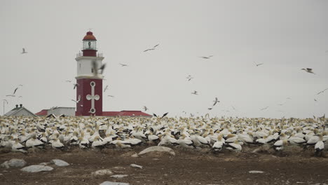 Cape-Gannets-flying-circles-around-the-breeding-colony-on-a-protected-marine-reserve