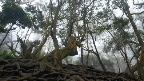 Camera-reveals-giant-twisted-tree-roots-above-the-ground-in-tropical-forest-in-famous-tourist-destination-Guna-Cave-in-Kodaikanal,-Tamil-Nadu