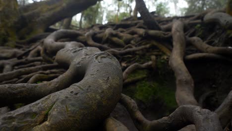Giant-tree-roots-above-the-ground-in-tropical-forest-in-Guna-Cave,-Kodaikanal,-Tamil-Nadu