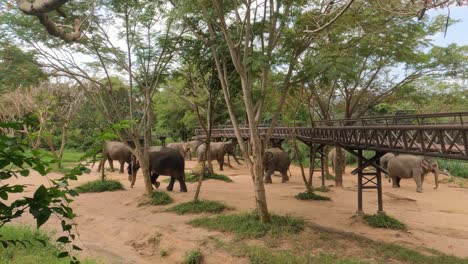 Elephants-roaming-freely-at-Koh-Samui-Elephant-Sanctuary,-Thailand