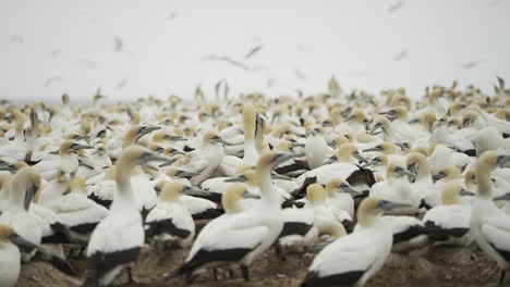 A-nesting-colony-of-thousands-of-Cape-Gannet-seabirds-await-their-partners-to-return-with-food