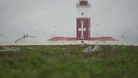 Thousands-of-endangered-Cape-Gannet-seabirds-circle-the-lighthouse-on-Bird-Island-Marine-Protected-Reserve-in-Algoa-Bay