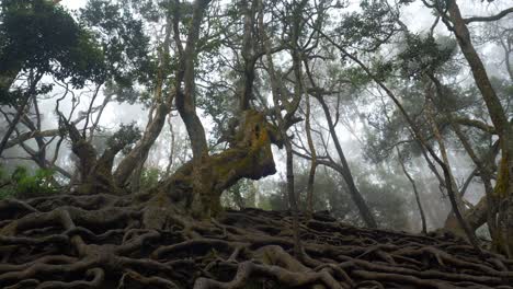 Giant-twisted-roots-above-the-ground-in-tropical-forest-in-Guna-Cave,-Kodaikanal,-Tamil-Nadu