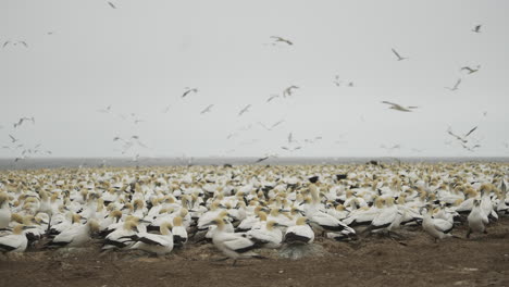 Seabird-Protected-Wildlife-Reserve-with-thousands-of-nesting-Cape-Gannet-birds