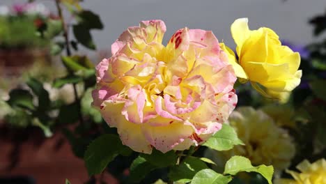 Gelbe-Rosen-In-Ihrem-Natürlichen-Lebensraum,-Aus-Der-Nähe-In-Voller-Blüte-Betrachtet,-Strahlen-Eine-Einzigartige-Schönheit-Aus