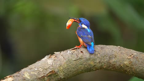 the-cute-Blue-eared-kingfisher-bird-is-slamming-fresh-fish-on-a-branch