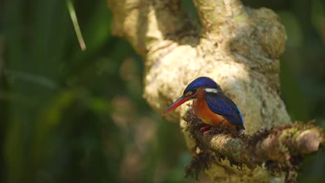 a-beautiful-Blue-eared-kingfisher-bird-perched-on-a-mossy-branch,-and-shaking-its-head