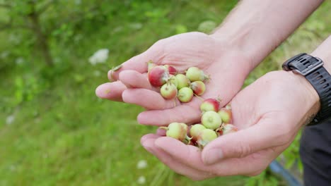 Hand-holds-and-rolls-small-pruned-apples,-presenting-them-to-the-camera-in-a-lush-garden-setting