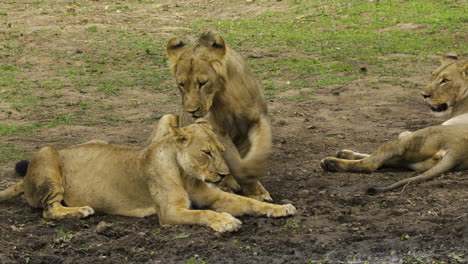 Lion-and-lioness-copulating-at-open-grassland