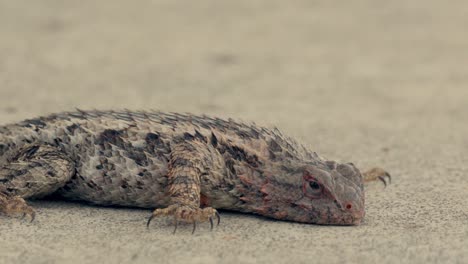 A-Mexican-spiny-lizard-taking-a-sunbath