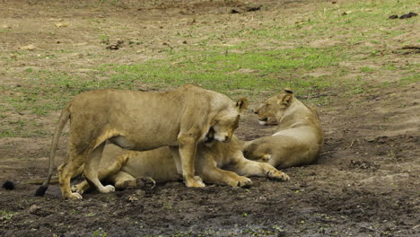 Lioness-caresses-male-and-invites-him-to-copulate