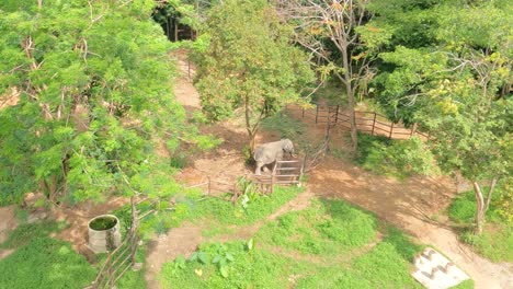 A-rescued-circus-elephant-in-a-Koh-Samui-sanctuary,-still-nodding-when-seeing-people-due-to-its-past-training