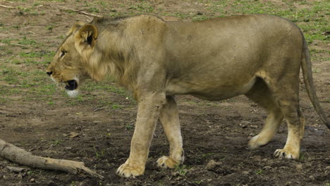 Male-lion-walks-away-from-two-females-lying-panting-on-the-ground