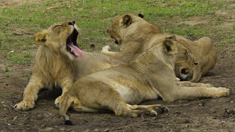 Male-lion-with-two-pregnant-females-lying-down-in-an-open-space-in-savannah