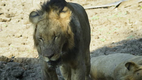 Impressive-male-lion-watches-directly-into-camera,-standing