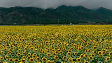 Beautiful-And-Expansive-Sunflower-Field-In-Central-Maui,-Hawaii