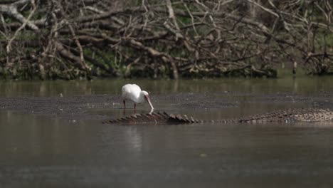 A-African-spoonbill-walks-near-a-large-nile-crocodile
