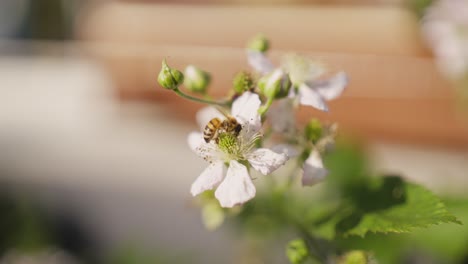 Macro-shot-of-a-bee-on-a-blackberry-blossom-in-slow-motion
