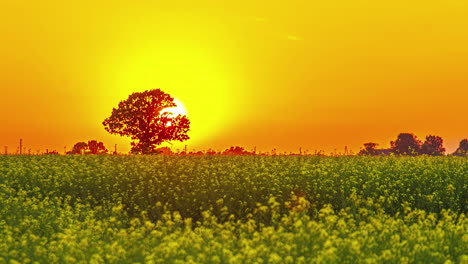 Time-lapse-of-golden-sunset-sky-becomes-orange-gradient-near-Linden-green-fields