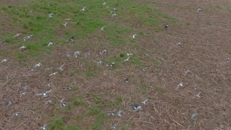 Flock-Of-Pigeons-Flying-Together-Over-An-Open-Field-In-Central-Maui