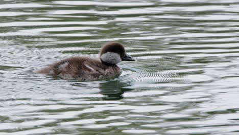 Adorable-fluffy-little-Bufflehead-duckling-swims-in-wetland-pond