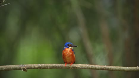 a-Blue-eared-kingfisher-bird-was-observing-the-surrounding-situation-from-the-top-of-a-tree