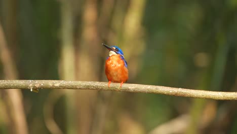 a-Blue-eared-kingfisher-bird-calmly-stood-alone-on-a-branch