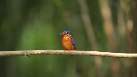a-beautiful-little-Blue-eared-kingfisher-bird-was-pooping-then-taking-something-out-of-its-mouth