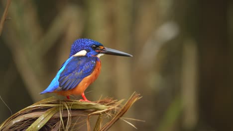 a-beautiful-Blue-eared-kingfisher-bird-perched-on-a-snakefruit-tree,-and-shaking-its-body