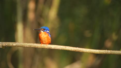 a-Blue-eared-kingfisher-casually-standing-on-a-small-branch