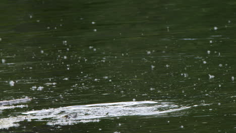 Bufflehead-duckling-quacks-before-diving-in-pond-water,-poplar-fluff