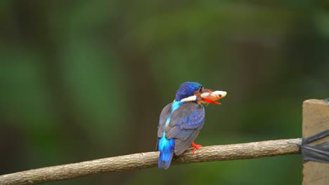 the-Blue-eared-kingfisher-bird-was-eating-fresh-fish-on-a-branch