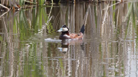 Mating-ritual-of-male-Ruddy-Duck:-Avian-bubbling-behaviour-in-pond