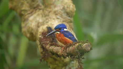 a-Blue-eared-kingfisher-bobbed-its-head-in-the-abundant-light