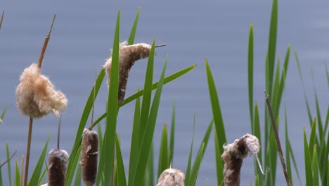 Spring-pond-cattail-bulrushes-fluff-up-and-burst,-sending-seeds-aloft