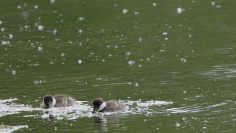 Two-cute-Bufflehead-ducklings-eat-poplar-seed-fluff-from-pond-surface