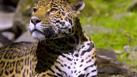 Jaguar-Acostado-Mientras-Mira-A-Su-Alrededor-Prestando-Atención-A-Su-Entorno.