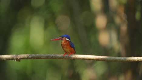 a-Blue-eared-kingfisher-bird-looks-calmly-perched-on-a-branch-while-observing-its-prey