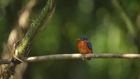 a-Blue-eared-kingfisher-bird-perches-on-a-branch,-occasionally-cleaning-its-feathers-with-its-beak
