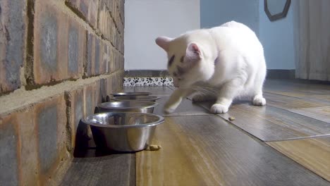 White-domesticated-feline-cat-eating-pellets-next-to-a-silver-bowl-on-the-floor