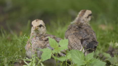 Old-Swedish-Dwarf-Chicks-And-Hen-On-Grassy-Ground