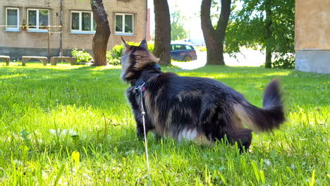 Maine-coon-cat-on-green-grass-near-old-apartment-buildings-with-leash