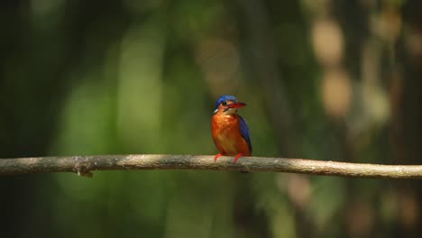 a-Blue-eared-kingfisher-bird-was-defecating-then-standing-quietly-on-a-branch