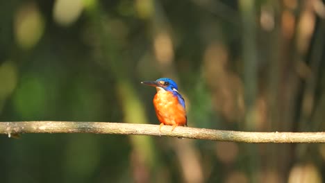 a-Blue-eared-kingfisher-bird-serenely-perched-in-abundant-light