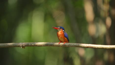 a-Blue-eared-kingfisher-bird-relaxing-during-the-day-in-bright-light